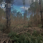 На території волинської громади вирубали сосен на понад 6 мільйонів гривень