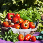 Чому біля помідорів категорично не можна садити картоплю і перець