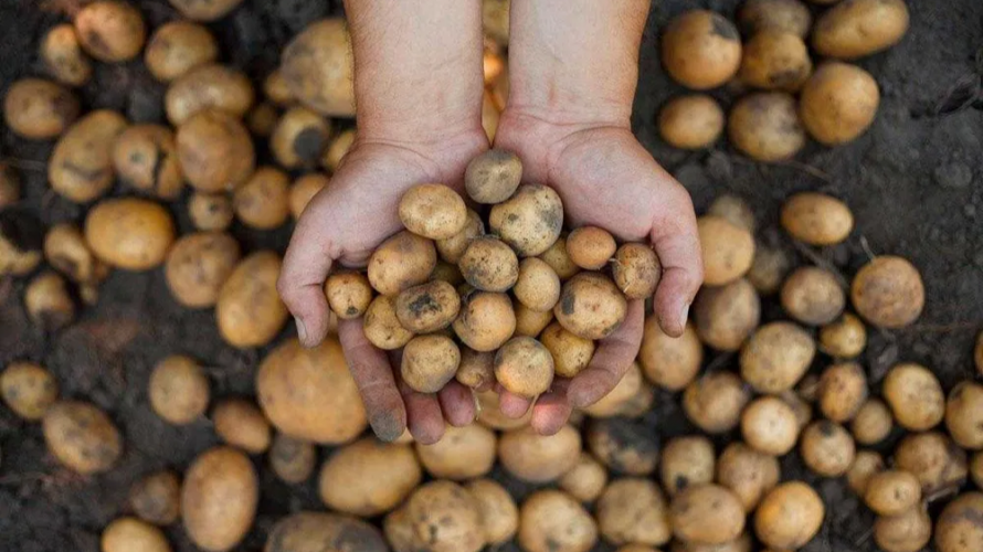 Скільки коштує насіннєва картопля на Волині: огляд цін та сортів