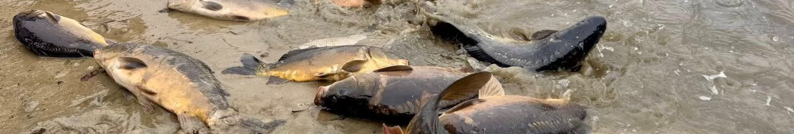 В озеро на Волині запустили майже пів тонни риби