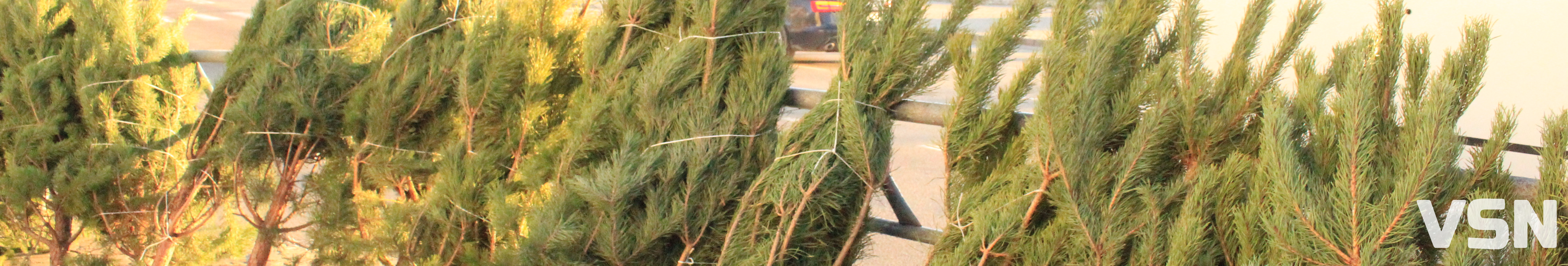 Скільки коштують живі ялинки та сосни на ринку у Луцьку?