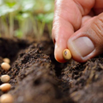 Перед посадкою зробіть це з насінням: сходи з’являться значно швидше