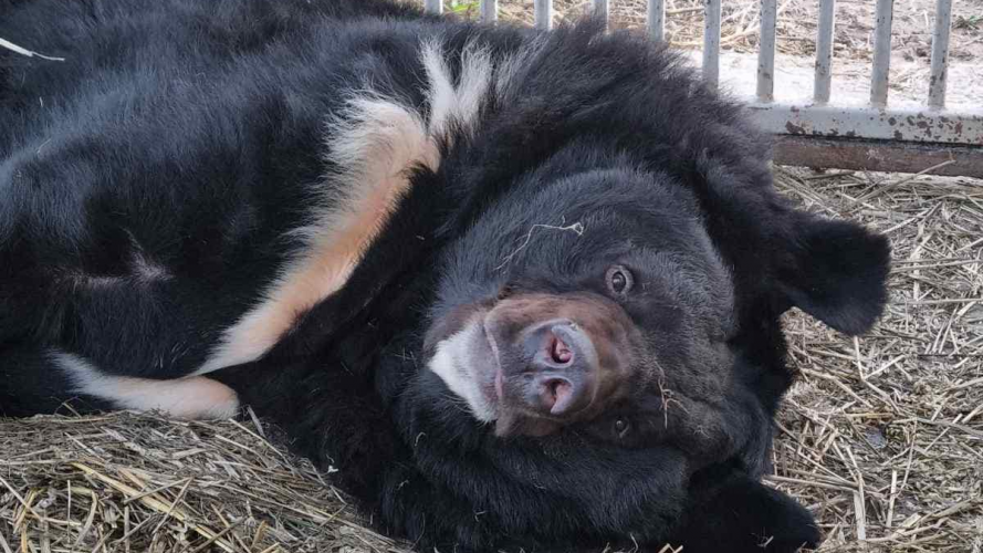 Як Луцький зоопарк та волонтери рятували контуженого ведмедя з обстріляної Донеччини