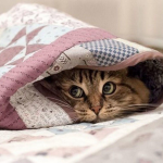 прогноз погоди, похолодання в україні