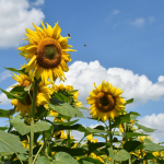 На Волині вирощують понад 40 тисяч гектарів соняшника