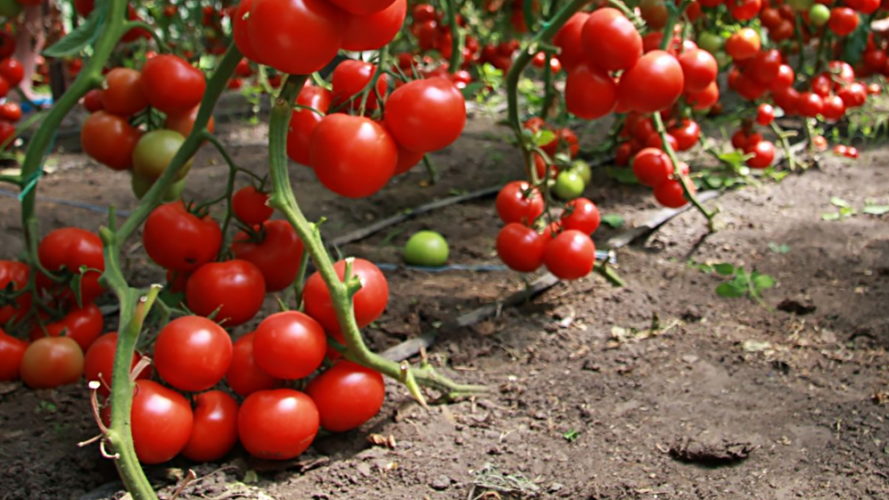 розсада помідорів, сорти помідорів