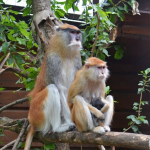 У зоопарку Луцька народилося мавпеня