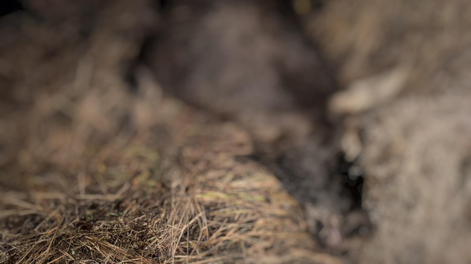 На Волині виявили загиблу самку лося