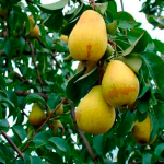 4 сорти груш, які переживуть будь-які морози і порадують урожайністю