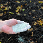 Що і коли сіяти, щоб отримати великий урожай: посівний календар на січень 2026 року