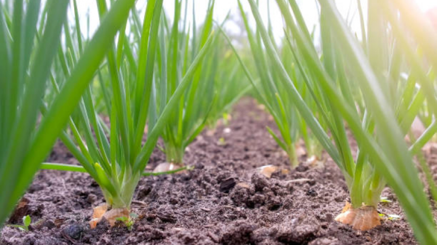 посів цибулі