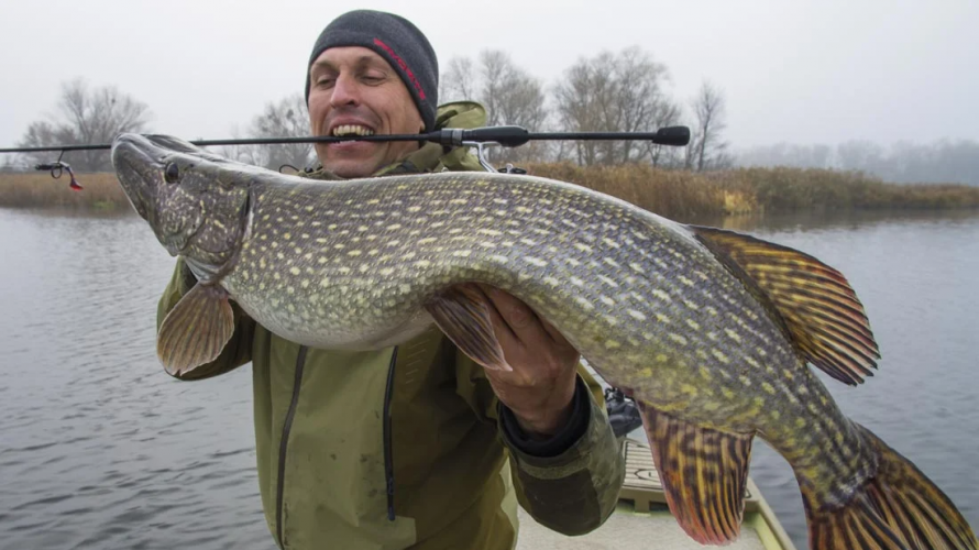 Як правильно ловити щуку у грудні, щоб точно отримати трофейну рибу