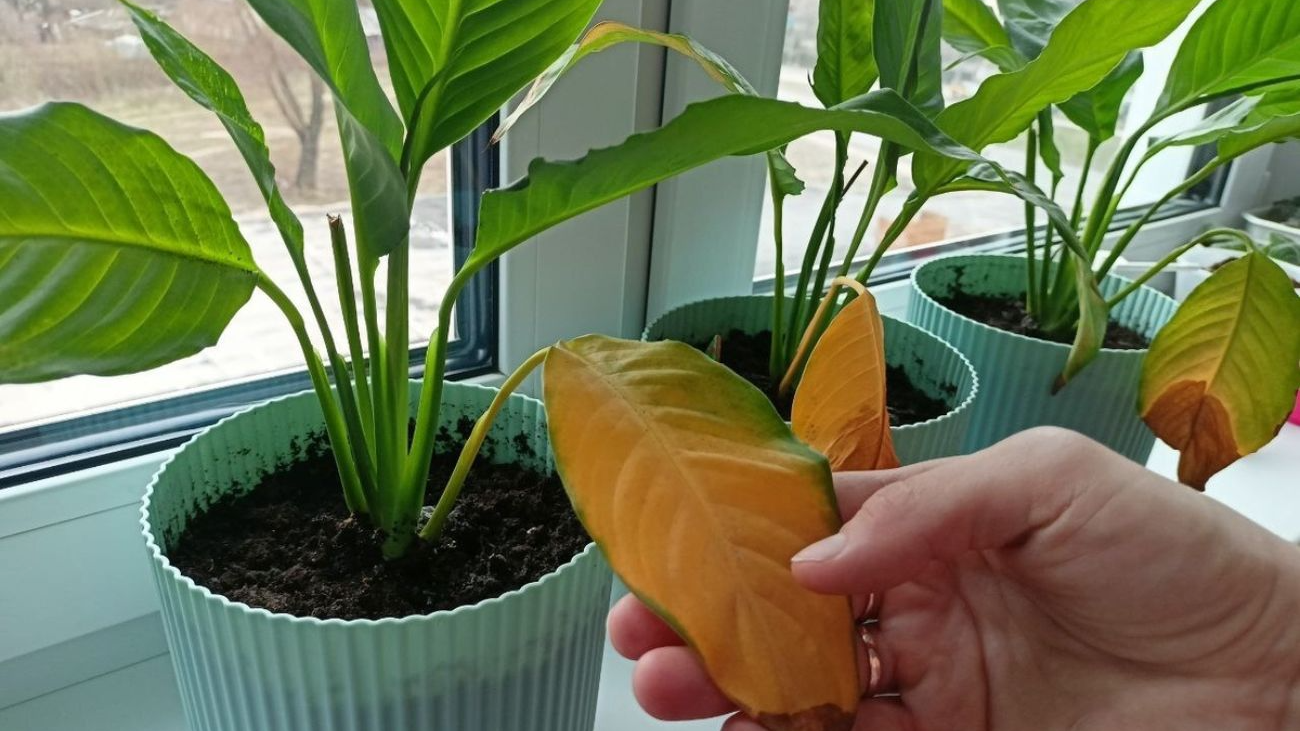 чому жовтіє листя у кімнатних рослин