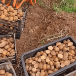 Найкращі дні для посадки картоплі навесні 2026 року за місячним календарем: не пропустіть ці дати