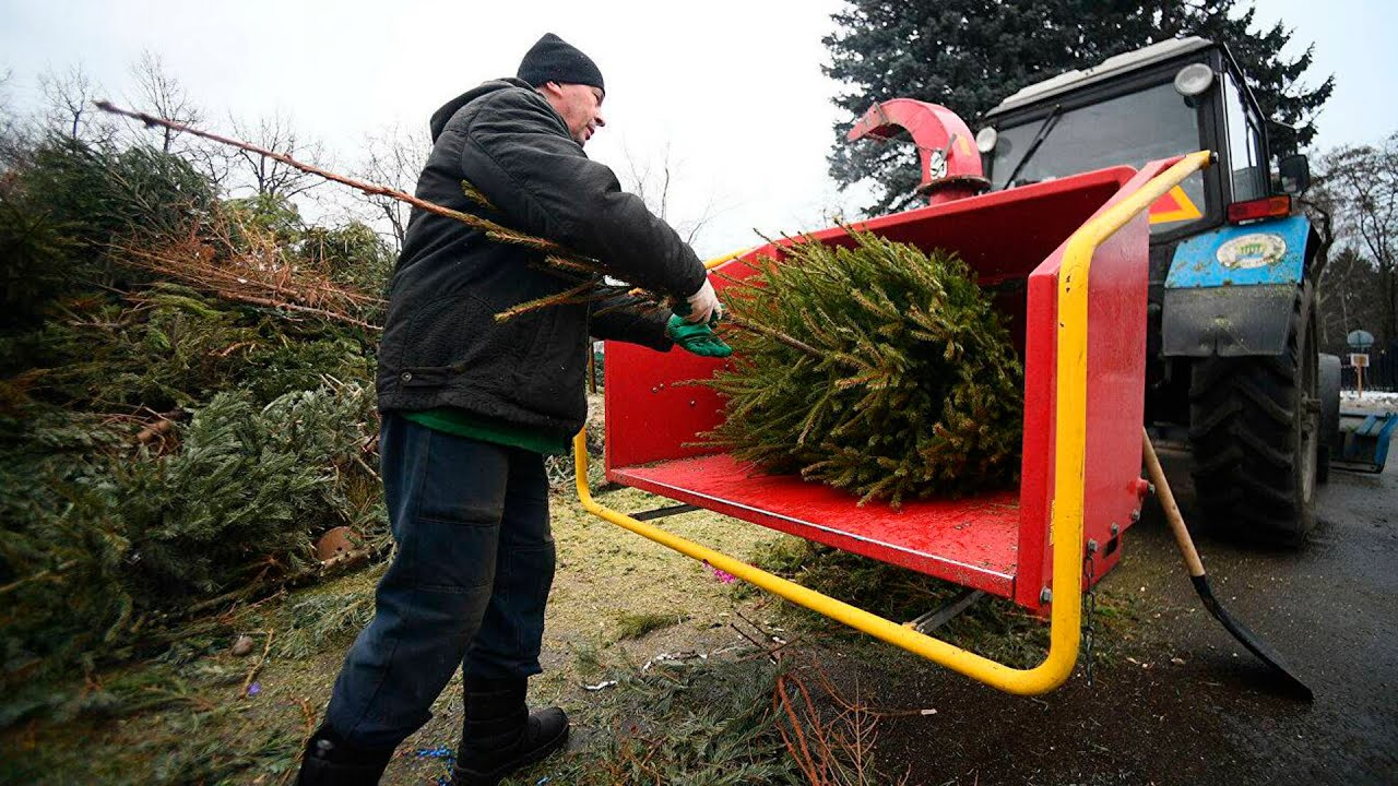 Не на смітник – з користю: куди подіти ялинку після свят
