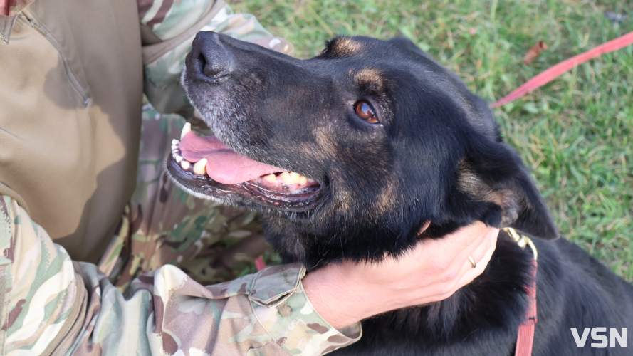 К-9: робочий день волинських кінологів