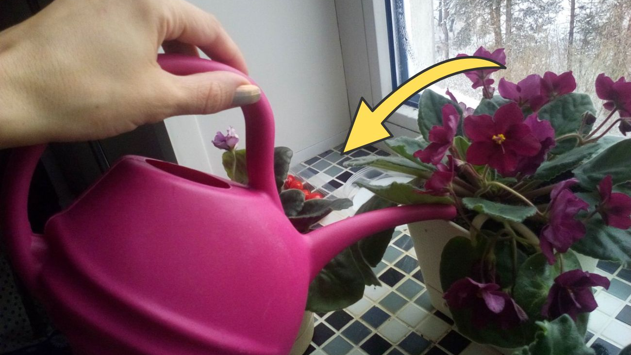 Як змусити вазони рости швидше: натуральний «коктейль», який легко зробити вдома