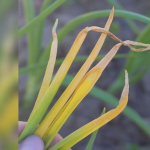 Часник та цибуля жовтіють