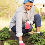 Ніколи не садіть це біля картоплі: втратите весь урожай