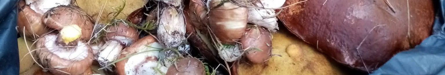 Де на Волині ростуть маслюки