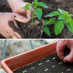 Коли сіяти перець і баклажани у лютому 2026