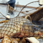 Наловили риби на понад пів мільйона: на Волині судитимуть трьох браконьєрів