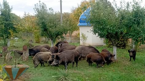 До волинянки на подвір’я завітала родина диких кабанів із поросятами. Відео