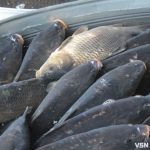 Скільки у Луцьку на ринку коштує жива риба?