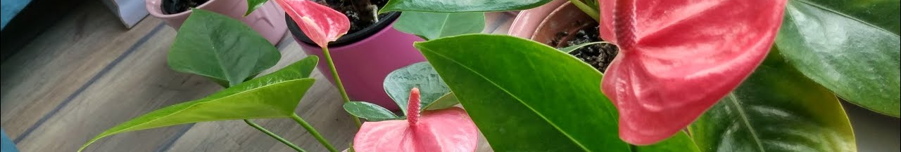 Антуріум не цвіте? Як оживити «чоловічу квітку» в домашніх умовах