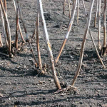 Як правильно обрізати кущі малини наприкінці листопада, щоб мати щедрий урожай