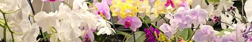 Чим підживити орхідею взимку для цвітіння та росту