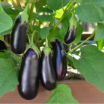 Від врожаю не буде відбою: як правильно сіяти баклажани на розсаду вдома