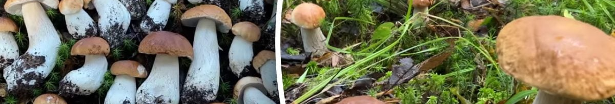 Про це мовчать усі: де найкраще шукати білі гриби?