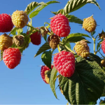 Коли обробляти смородину, малину й полуницю на Волині: рекомендації аграріїв