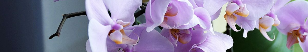 Цвіте навіть в мінус 15: чим підживити орхідеї взимку