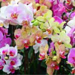 Орхідея не цвіте: як дуже швидко стимулювати бутони