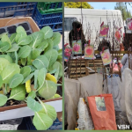 На ринках Луцька з’явилася перша розсада: огляд цін на саджанці та кущі