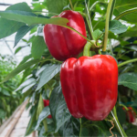 вирощування перцю