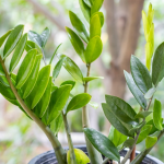 Як підживити заміокулькас: доларове дерево випустить нові пагони один за одним