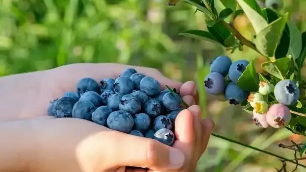 На Волині планують реалізувати ягідний проєкт за 24 мільйони доларів: що збудують