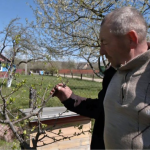 На Волині через заморозки загинув цвіт ранніх фруктових дерев