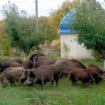 До волинянки на подвір’я завітала родина диких кабанів із поросятами. Відео