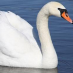 У Маневицькій громаді діти врятували лебедя