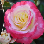 Що зробити з трояндами у квітні, щоб вони пишно цвіли