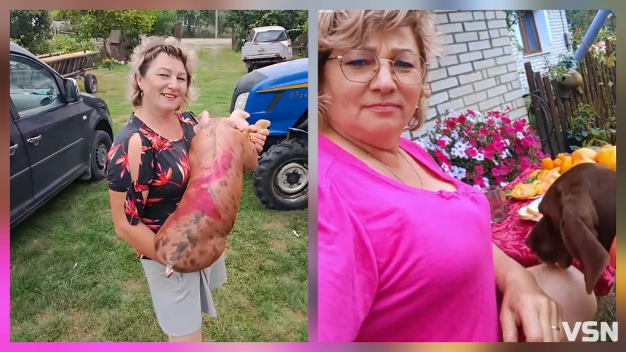 400-кілограмові свині та тисячі переглядів у TikTok: як волинянка веде господарство