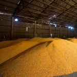 Розтратив понад 400 тонн зерна: на Волині судитимуть посадовця