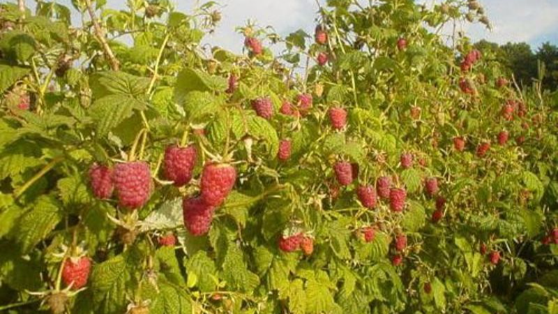 вирощування малини