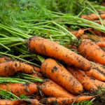 посів моркви