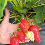 Чим підживити полуницю в квітні, щоб отримати величезний врожай