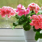 Як зробити, щоб калачики цвіли постійно: підживіть цим копійчаним добривом — і вазон покриється безліччю квітів